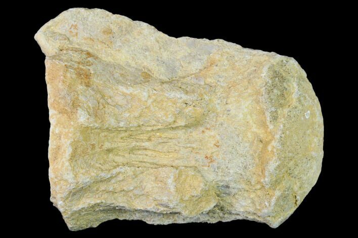 Fossil Mosasaur (Platecarpus) Vertebra - Kansas #136665